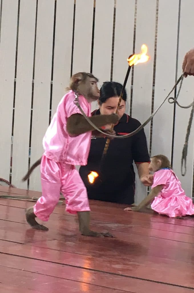Elephant Camp - Monkey Show