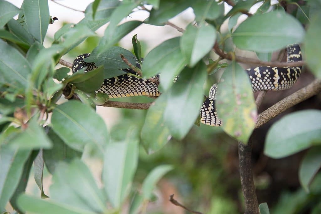 Snake Temple Penang