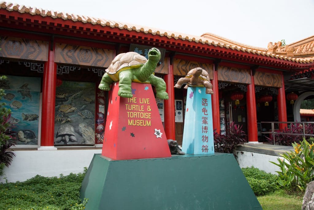 The Live Turtle AND Tortoise Museum