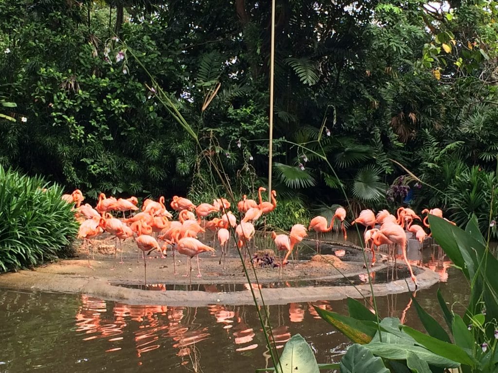 Jurong Birds Park