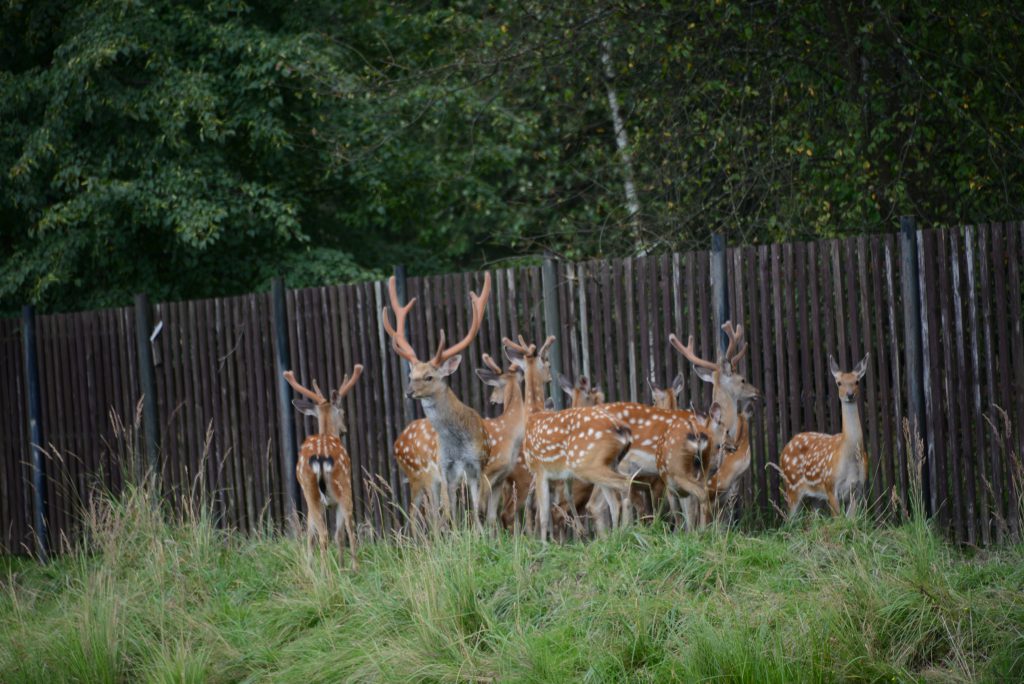 Elk Island - Deer